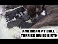 Our Dog Giving Birth!! - American Pit Bully Puppies