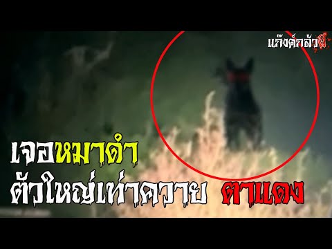 เรื่องผี | เจอหมาดำ ตัวใหญ่เท่าควาย ตาแดง | แก๊งค์กลัวผี EP.71