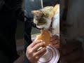 Mili comiendo ¡hamburguesa! Besos hasta el cielo mi amor.