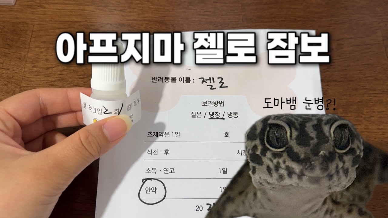 아프지마 젤로 잠보 | 도마뱀 근황 ep.18