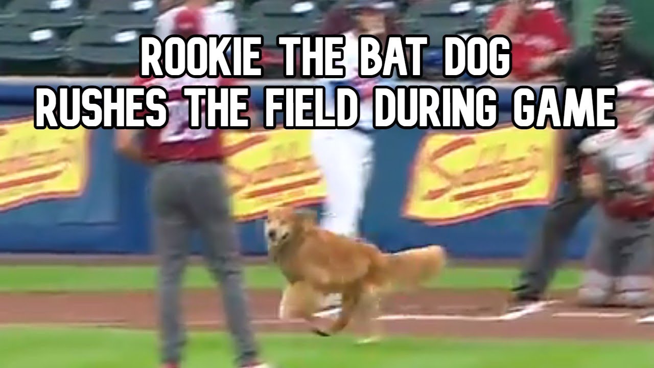 Bat Dog Runs on the Field Early YouTube