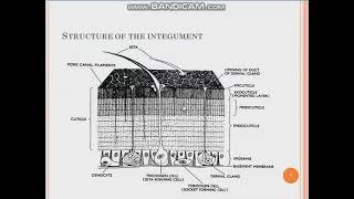 Integument of Insects / PHD