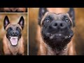 Funny BELGIAN MALINOIS Compilation