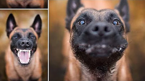 Funny BELGIAN MALINOIS Compilation