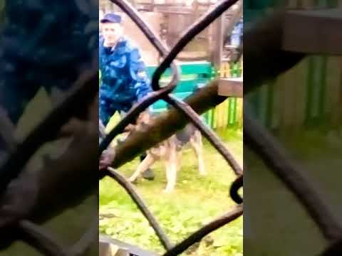 Тренировка собак в