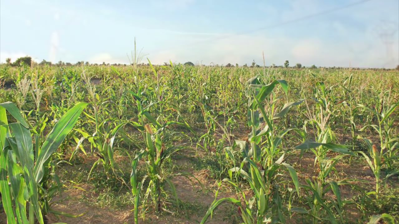 Samba Hagga Seck - Teddungal Samba Hawa 1993 FACE B