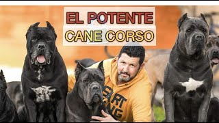 EL CANE CORSO EL PERRO MAS FUERTE