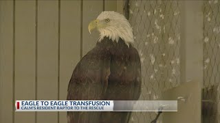 Bakersfield bald eagle donates blood to 'Jackie' the eagle