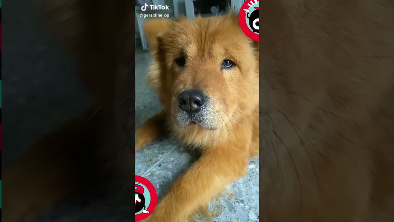 Shape of you dance performed by a dog&cat 