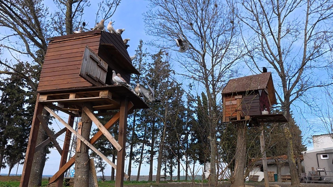 Tumbler Pigeon Breeding Season | Flying, Feeding and Mating