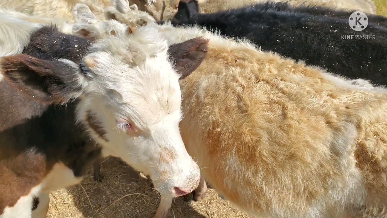 VECERRROS DE .DESTETE..dieta.y algunos consejos