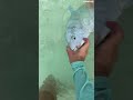 3 भूखी शार्क से अपने शिकार को बचाने के लिए भिड़ा मछुआरा, बेहद डरावना है ये वीडियो
