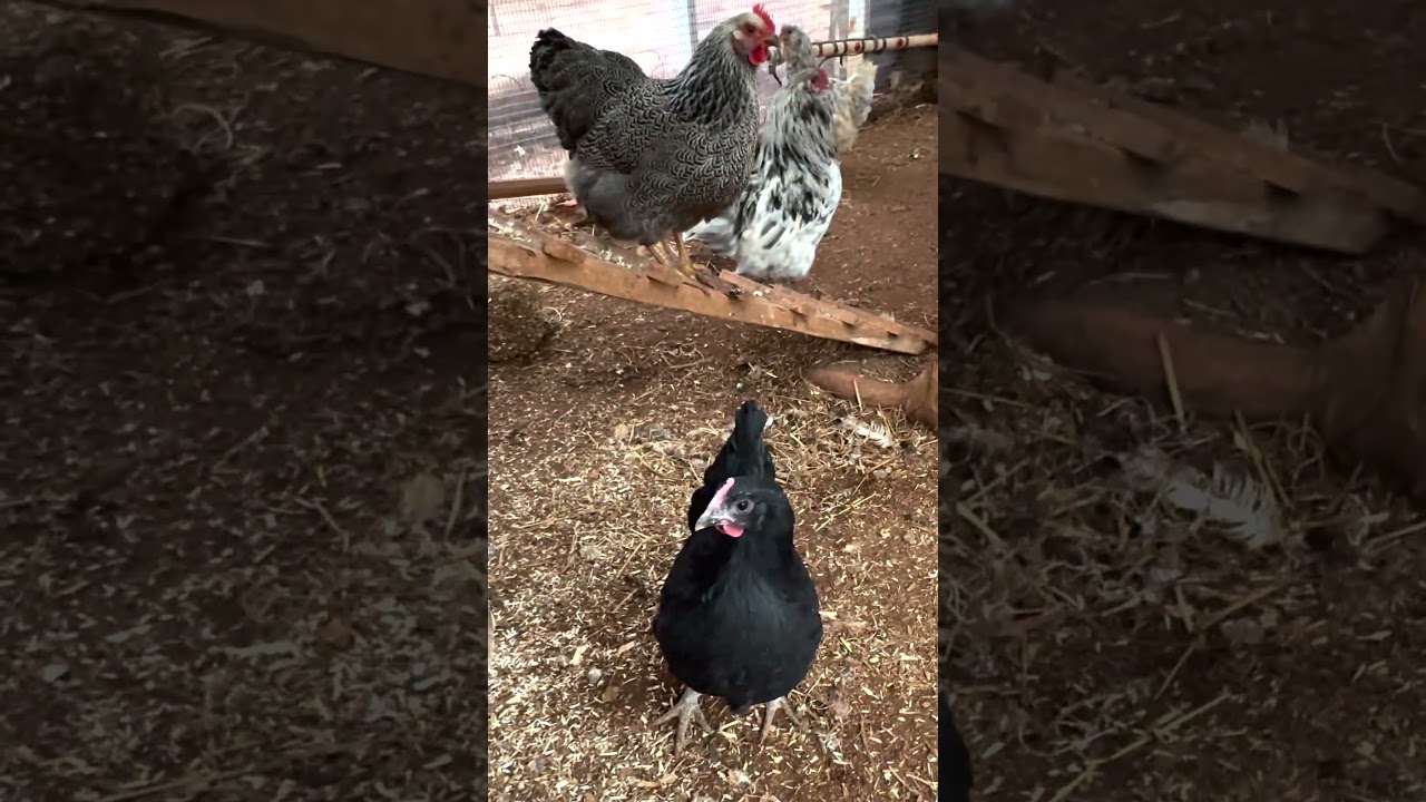 Quiet Mornings on Our Small Farm