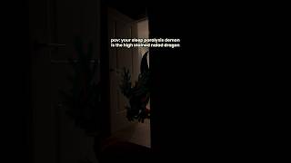 POV: its 4am and hear FPWEOFKWF
hes harmless i PROMISE POV: its 4am and hear FPWEOFKWF