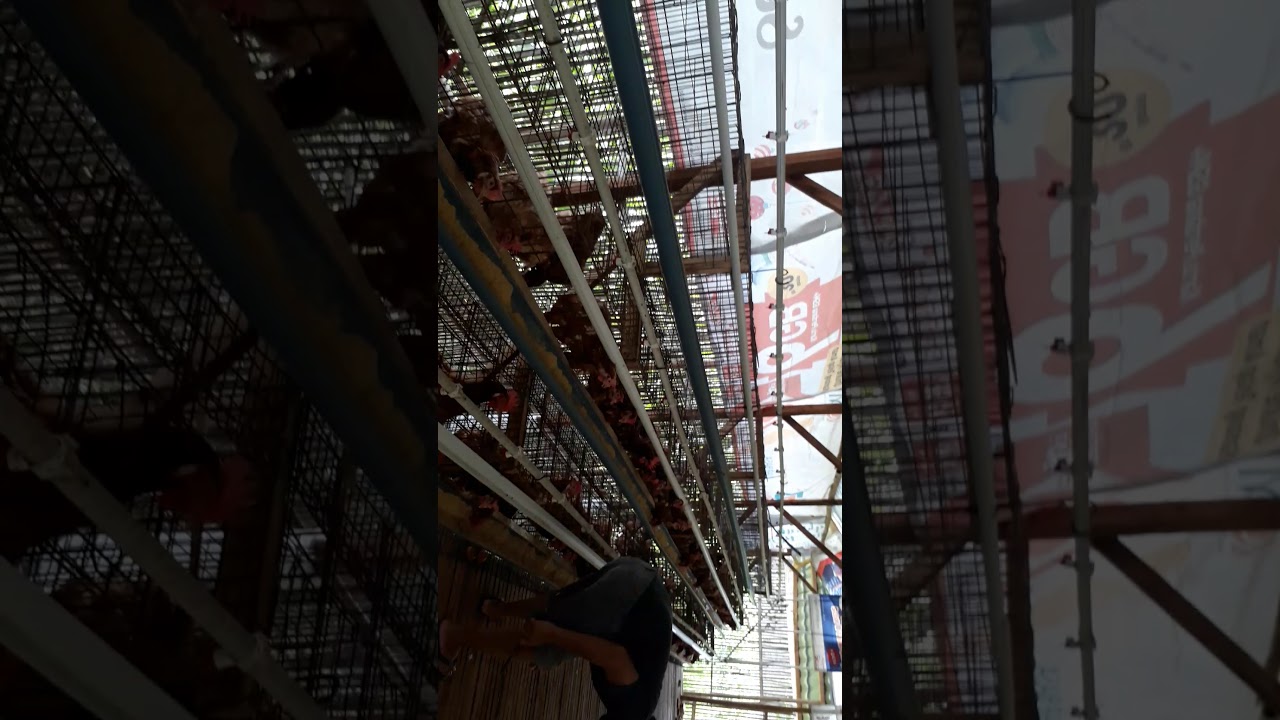 Ternak ayam petelur bagi pemula 