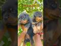 Rottweiler puppies available in kerala #shorts