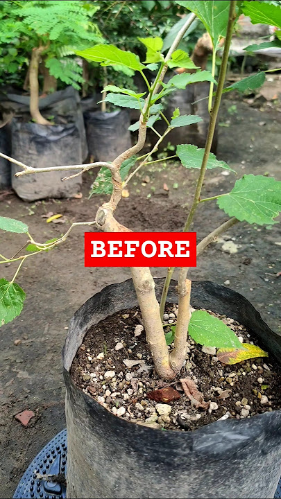 Belajar membuat bonsai dari pohon murbei. #bonsai #visitani