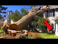 Dangerous Fastest Chainsaw Cutting Tree Machine Skills - Tree Falling on Houses Compilation