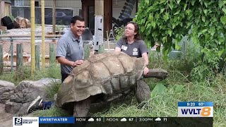 Wild Inside: Big Al the tortoise is back in the sun!