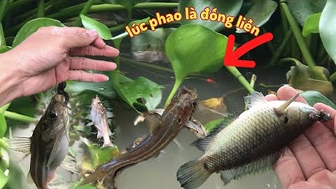 TẬP 22 CÂU CÁ RÔ ĐỒNG lúc phao liên tục giật sướng tay và món cá rô kho tiêu trong nồi đất ngon cực