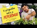 10 Perguntas sobre a Peperômia