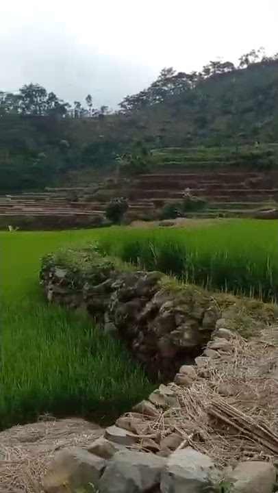 Story Whatsapp|| YANG LAGI KANGEN JALAN JALAN #shorts #youtubeshorts