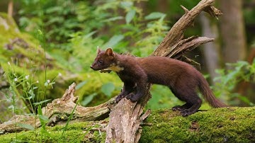 سورة الأعراف/الشيخ محمد عبادة