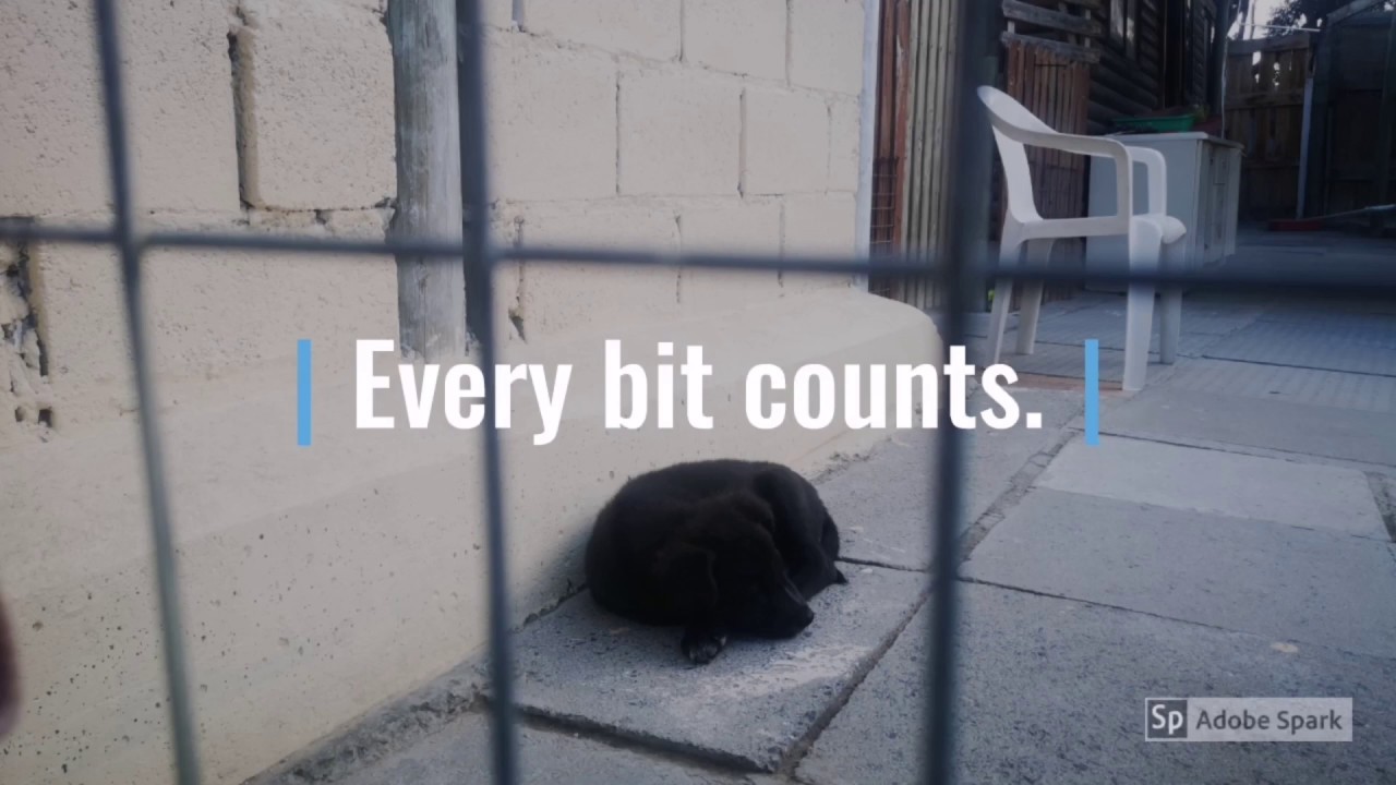 TEARS Animal Rescue Winter Warmer Campaign