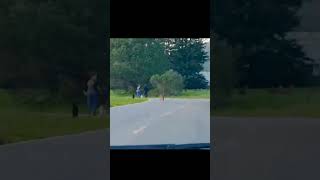 Coyote Stalks A Family Walking Their Small Dogs #shorts