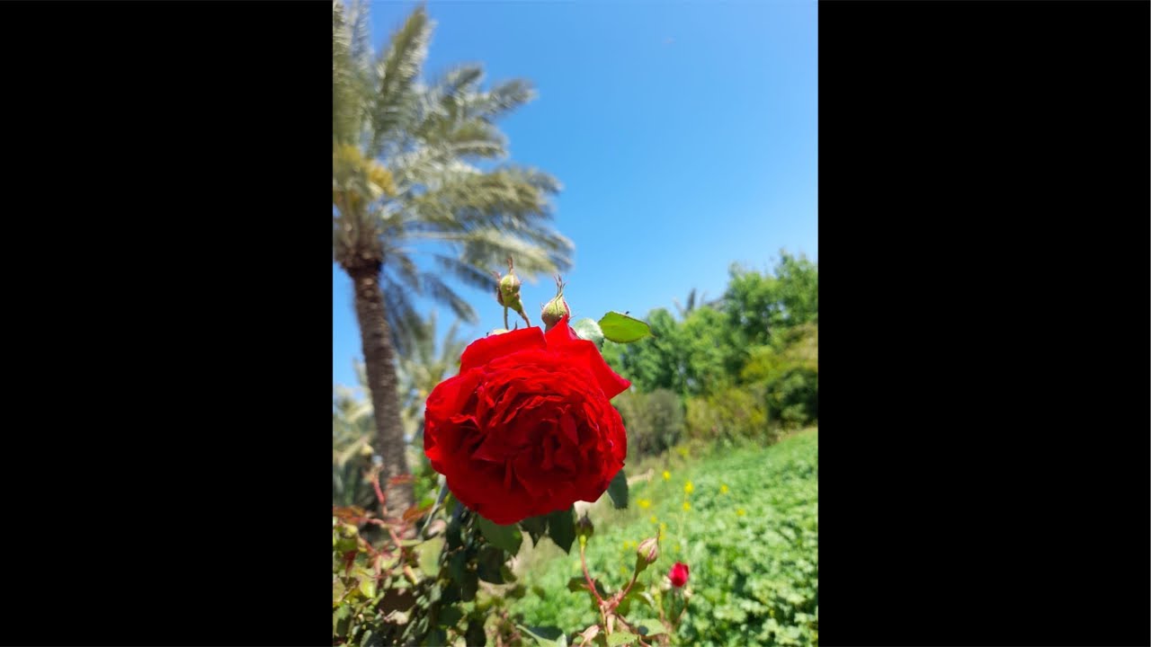 دعاء في ساعة إستجابة الدعاء فقط قولوا آمين