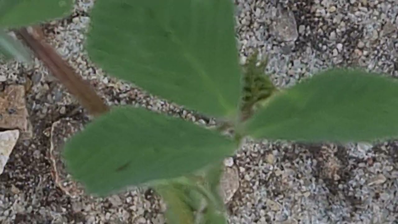 אספסת קטועה Medicago truncatula