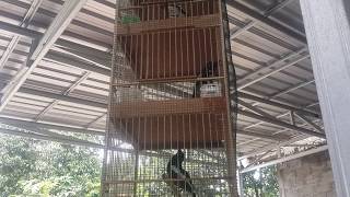 BURUNG KACER JUARA BERANGKAT LOMBA KE MALAYSIA