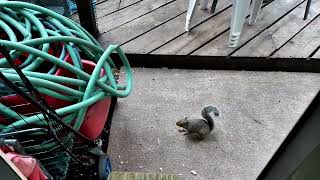 REC 0003 A  FEEDING HUNGRY BIRDS, SQUIRRELS AT OUTSIDE OF PATIO 8/4/26 KN NONE PROFIT AT ALL.