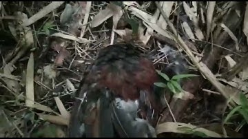 Mus yos dib qaib rau qub zog phuv xev ob peb tug qaib thiab os 5 ตุลา 2021