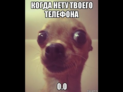 Ой максим ты дома мем собака