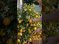 🍋 The Lemon Tree Trick Every Gardener Should Know
