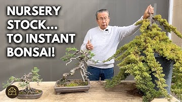 Turning Nursery Junipers into Beautiful Bonsai - Watch the Process!
