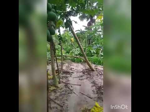 ভিডিও: প্রকৃতির শক্তি