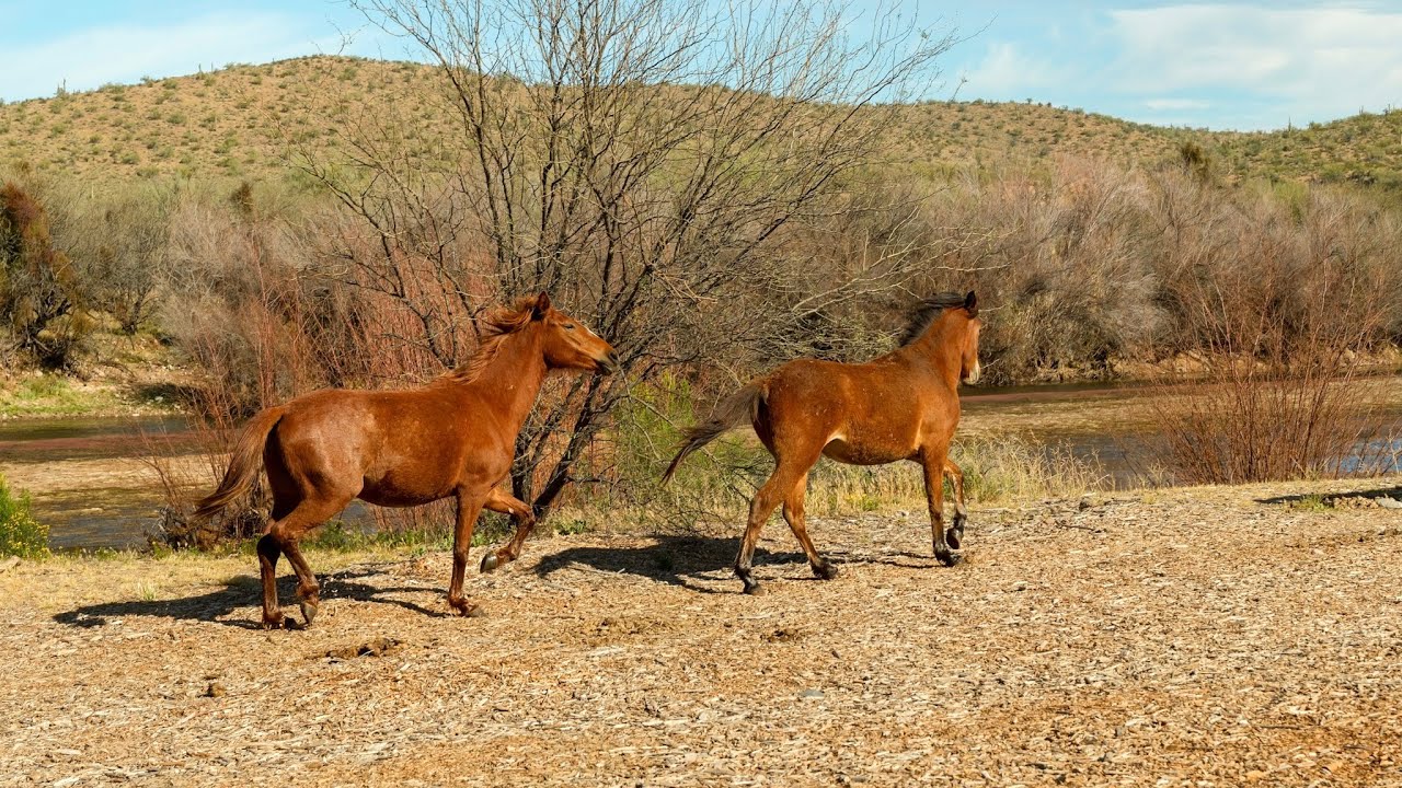 Searching for Wild Horses Along The Salt River | Epic Wildlife Walk
