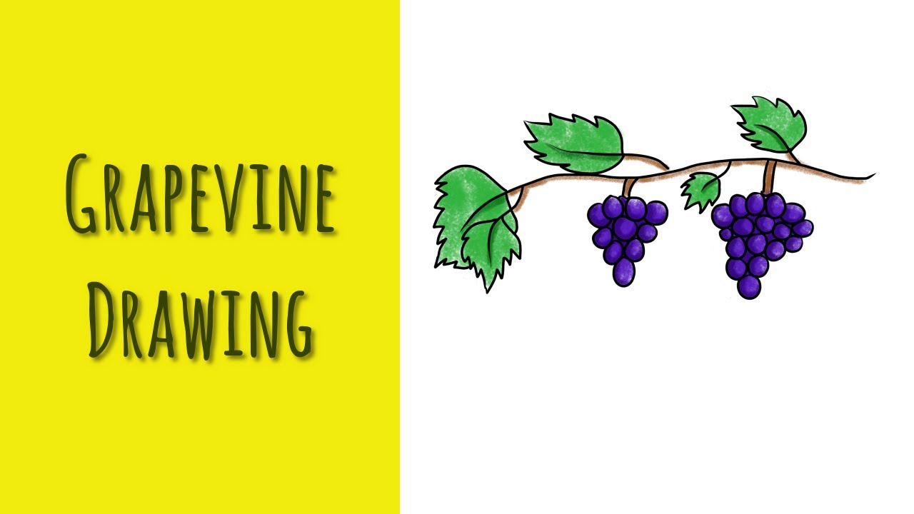 How to Draw a Grapevine 