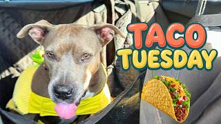 POV: Your dog takes National Taco Day very seriously