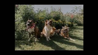 Who Let the Dogs Out (Slowed   Reverb)