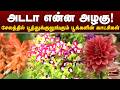 அடடா என்ன அழகு...! சேலத்தில் பூத்துக்குலுங்கும் பூக்களின்  காட்சிகள் | Selam