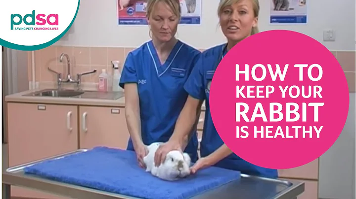 PDSA Vet Advice: How To Keep Your Rabbit Healthy