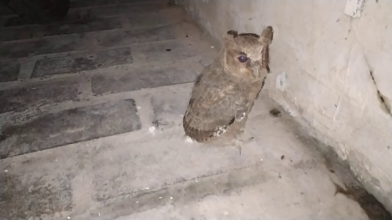 Ada Tamu..... Burung Hantu Kecil !!! 
