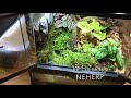 Repurposing the 12” Exoterra into a BEAUTIFUL Mini Paludarium Vivarium!! Great Success or Epic Fail?