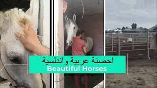 جولة مع الاحصنة العربية والاندلسية Beautiful Horses