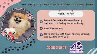 Companion Corner: Fox at Berkshire Humane Society