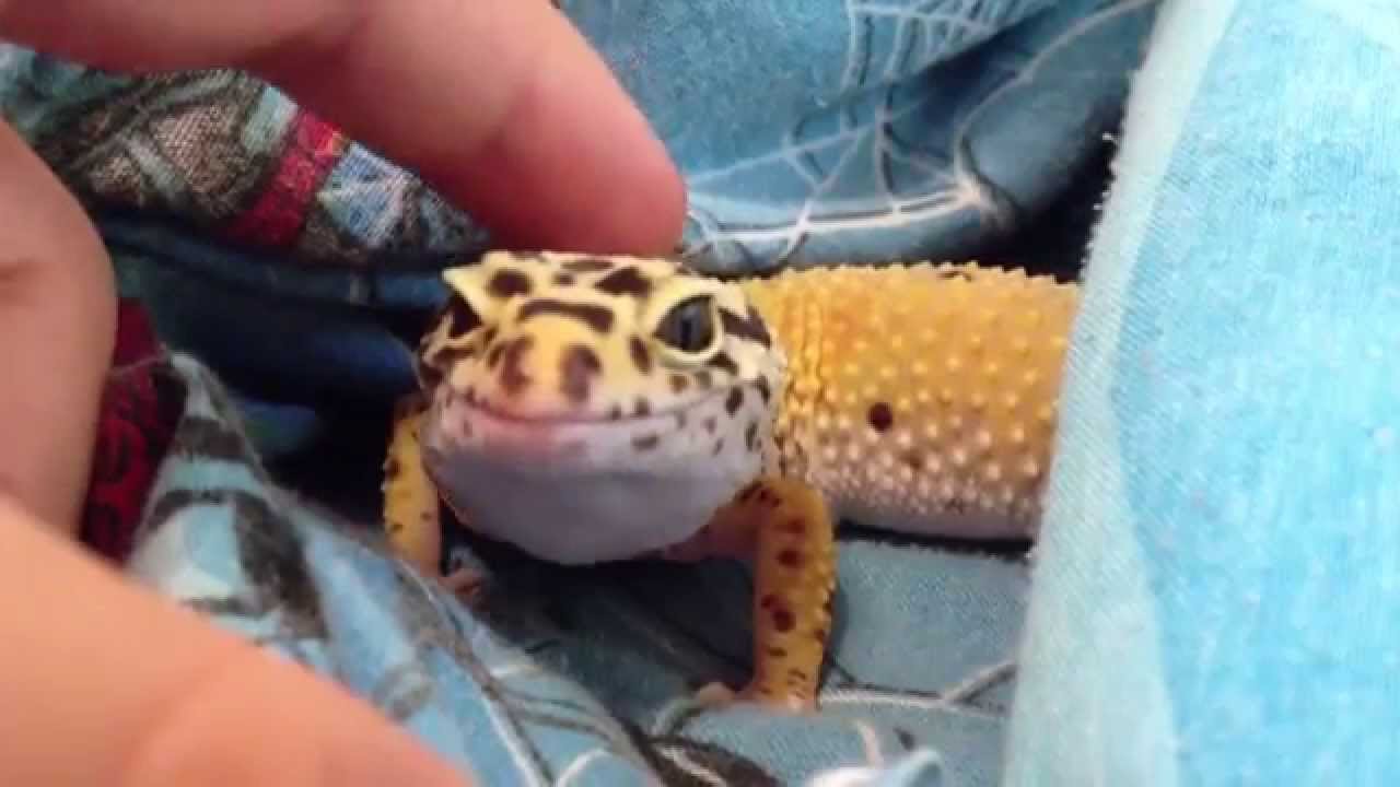 japanese pancake My leopard gecko eating a cricket on my bed :3