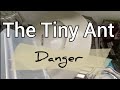 The Tiny Ant
